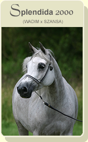 Splendida 2000